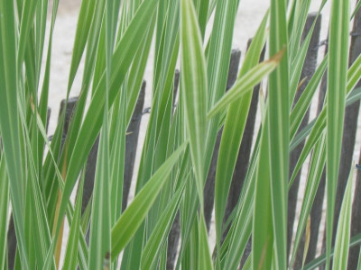 T Typha ang Variegata.JPG