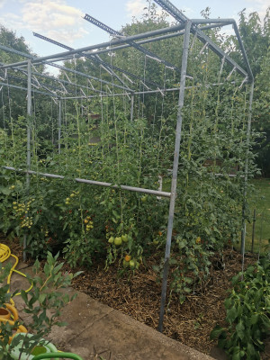 Tomaten 20220707.jpeg