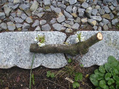 Naturwunder.jpg