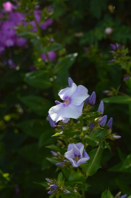 DSC_0801.JPG