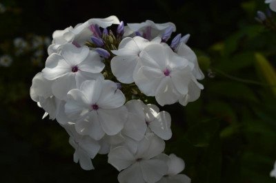 DSC_0802.JPG