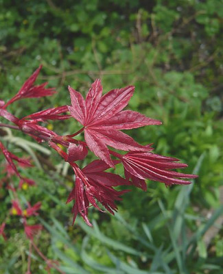 Acer_palmatum_aldiokkasonii_fars_2008.jpg