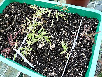 Acer_palmatum_Dissectum_fars_2008.jpg