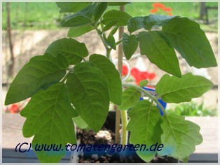 calabacito_rojo.JPG