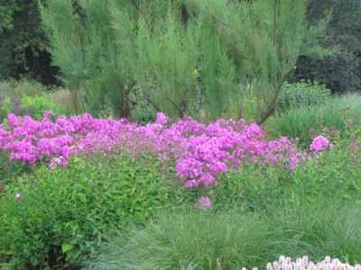P Phlox Sämlinge.JPG