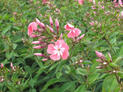 P Phlox Eva Foerster.JPG