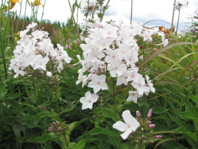 P Phlox Heinz Neunteufel.JPG