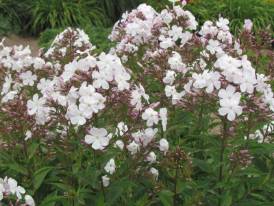 P Phlox Jasmina.JPG