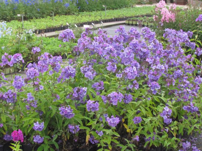 T Phlox Blue Paradise.JPG