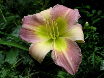 Hemerocallis_Orchid_Dream.jpg