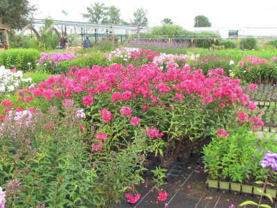 T Phlox div.JPG