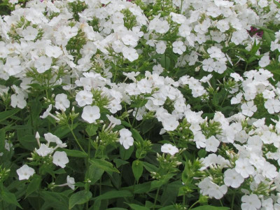 T Phlox Waupee.JPG