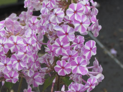 T Phlox Natascha.JPG