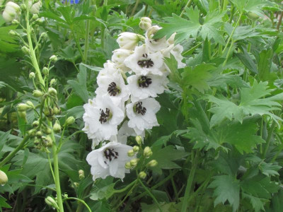 T Delphinium Fehlfarbe.JPG