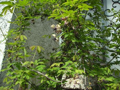 Akebia_quinnata.jpg