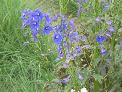 P Delphinium Glücksfrosch.JPG