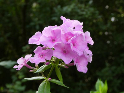 P1000445.JPG