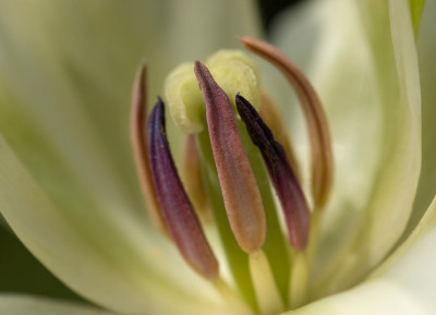 Tulpe-Innenleben-klein.jpg