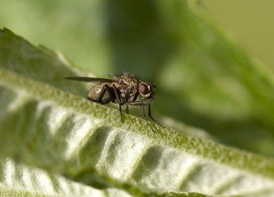Fliege-putzend3.jpg