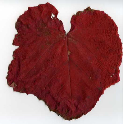 vitis_coignetiae001.jpg