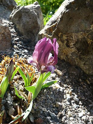 Iris_melitta_fars_2008.jpg