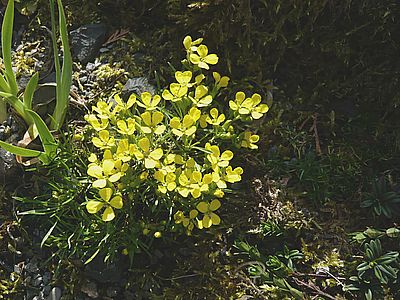 Erysimum_fars_2008.jpg