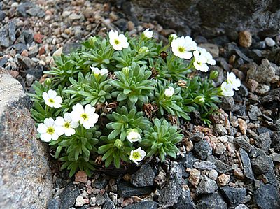 Androsace_unbekannt_fars_2008.jpg