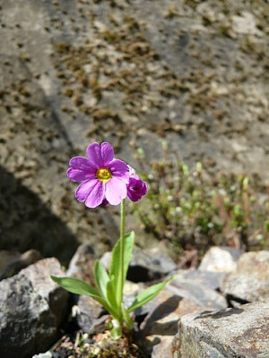 Primula_ellisiae_fars_2008.jpg