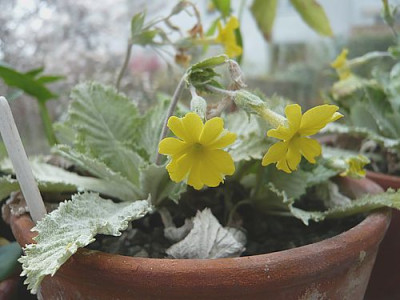 Primula_boveana_fars_2008.jpg