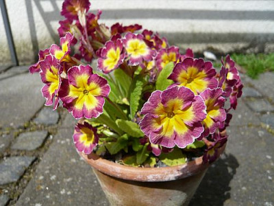 Primula_Recuerdos_de_la__Alhambra_fars_2008.jpg