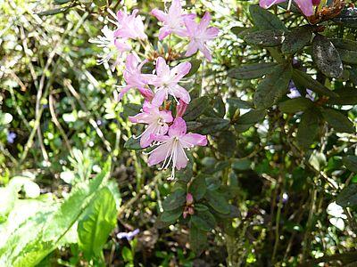 Rhododendron_racemosum_fars_2008.jpg