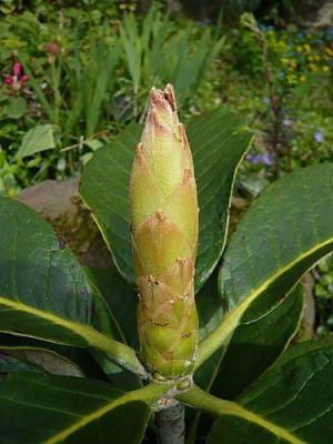 Rhododendron_macabeanum_fars_2008.jpg