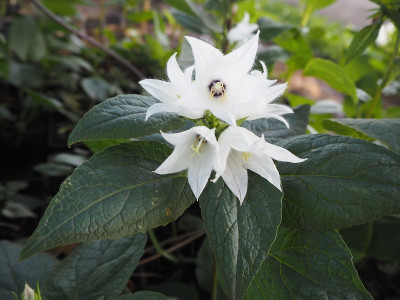 Campanula Bobby 9.7.22 ue.JPG