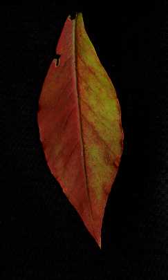 lysimachia_clethroides002.jpg