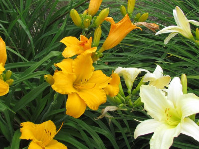 P Hemerocallis Mary´s Gold.JPG