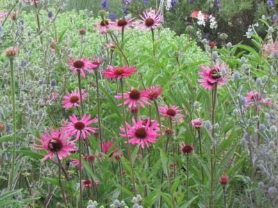 P Echinacea RTH.JPG