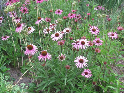 P Echinacea RTH 2.JPG