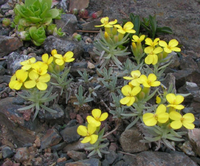 Degenia_velebitica_074.jpg