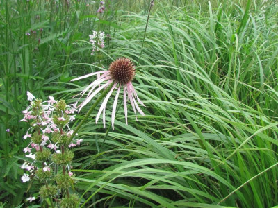 P Echinacea Pallida.JPG