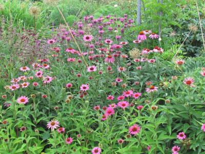 P Echinacea Mix.JPG