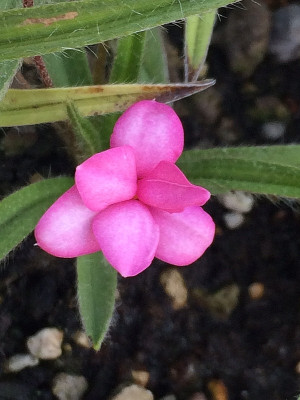 2022-07-09 Rhodohypoxis.jpg
