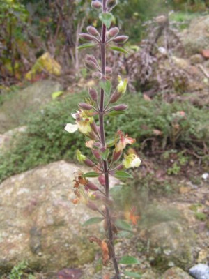 Teucrium_flavum_Herbst.JPG