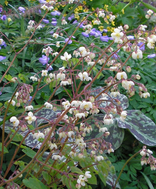 Epimedium_pubigerum_033.jpg