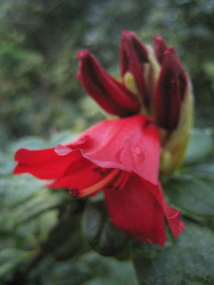 rhodo_rot_9785.jpg