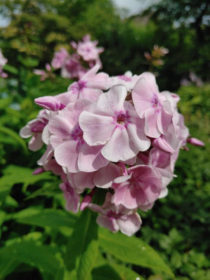 Phlox Silberlachs 20220709_105249.jpg