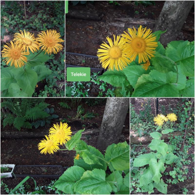 TSpeciosa.jpg