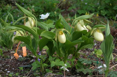 IMG_3734_eCypripedium_fasciolatum.JPG