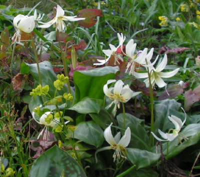 Erythronium_White_Beauty_025.jpg