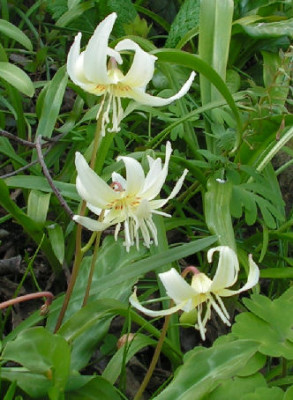 Erythronium_oregonum_leucandrum_059.jpg