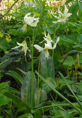 Erythronium_Harvington_Snowgoose_061.jpg